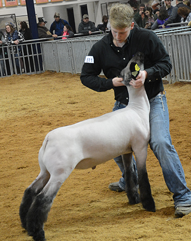 Beatty Club Lamb Winners Beatty Club Lambs Winners