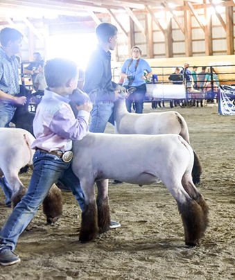 Beatty Club Lambs Winners