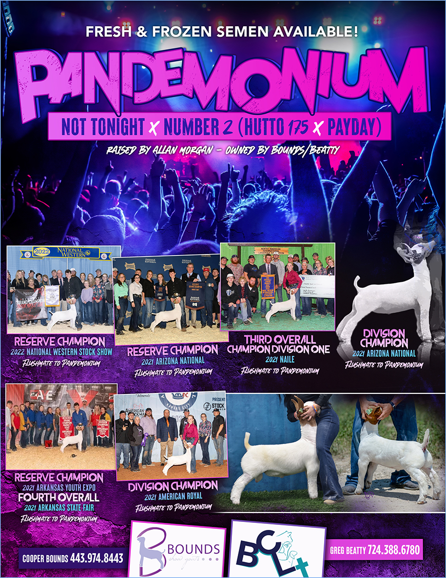 Pandemonium Pandemonium