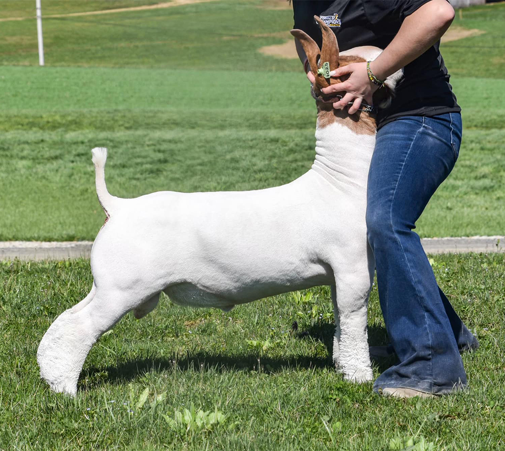 Pandemonium Pandemonium