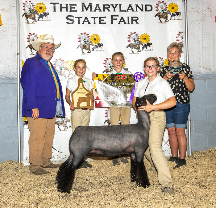 Supreme Champion Ewe 2023 Maryland State Fair Supreme Champion Ewe<br />
2023 Maryland State Fair