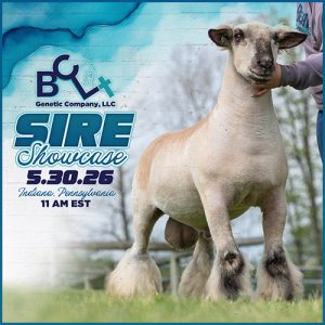 Beatty Sire Showcase